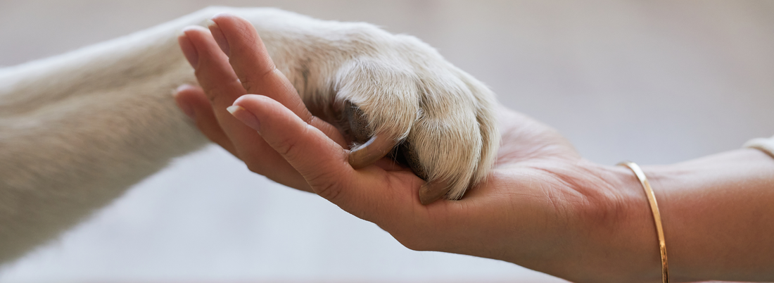 Enriching Tails: Elevating Your Pet's Life Through Enrichment
