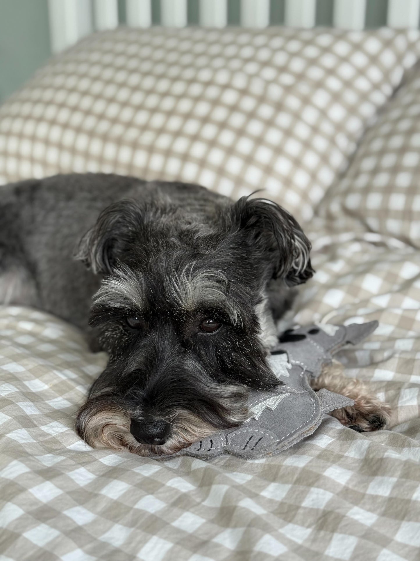 The Schnauzer Collection
