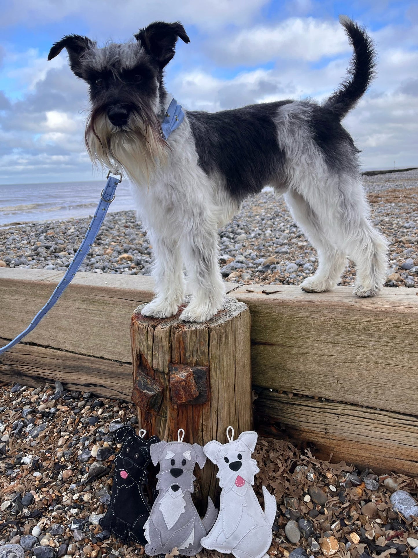The Schnauzer Collection