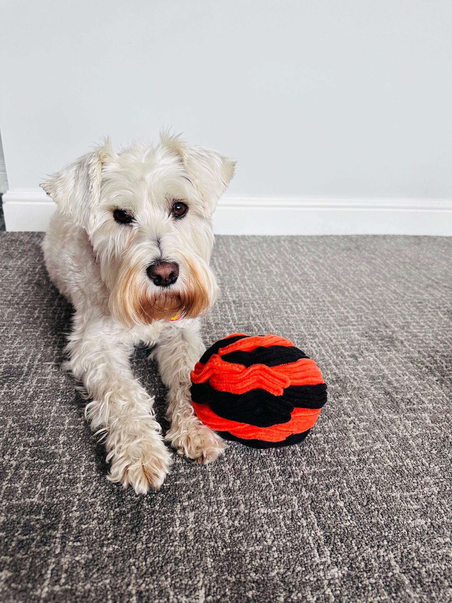 Schnauzerfest  Snuffle Ball available in 3 sizes (15% of this order will be donated to the Schnauzerfest charity)