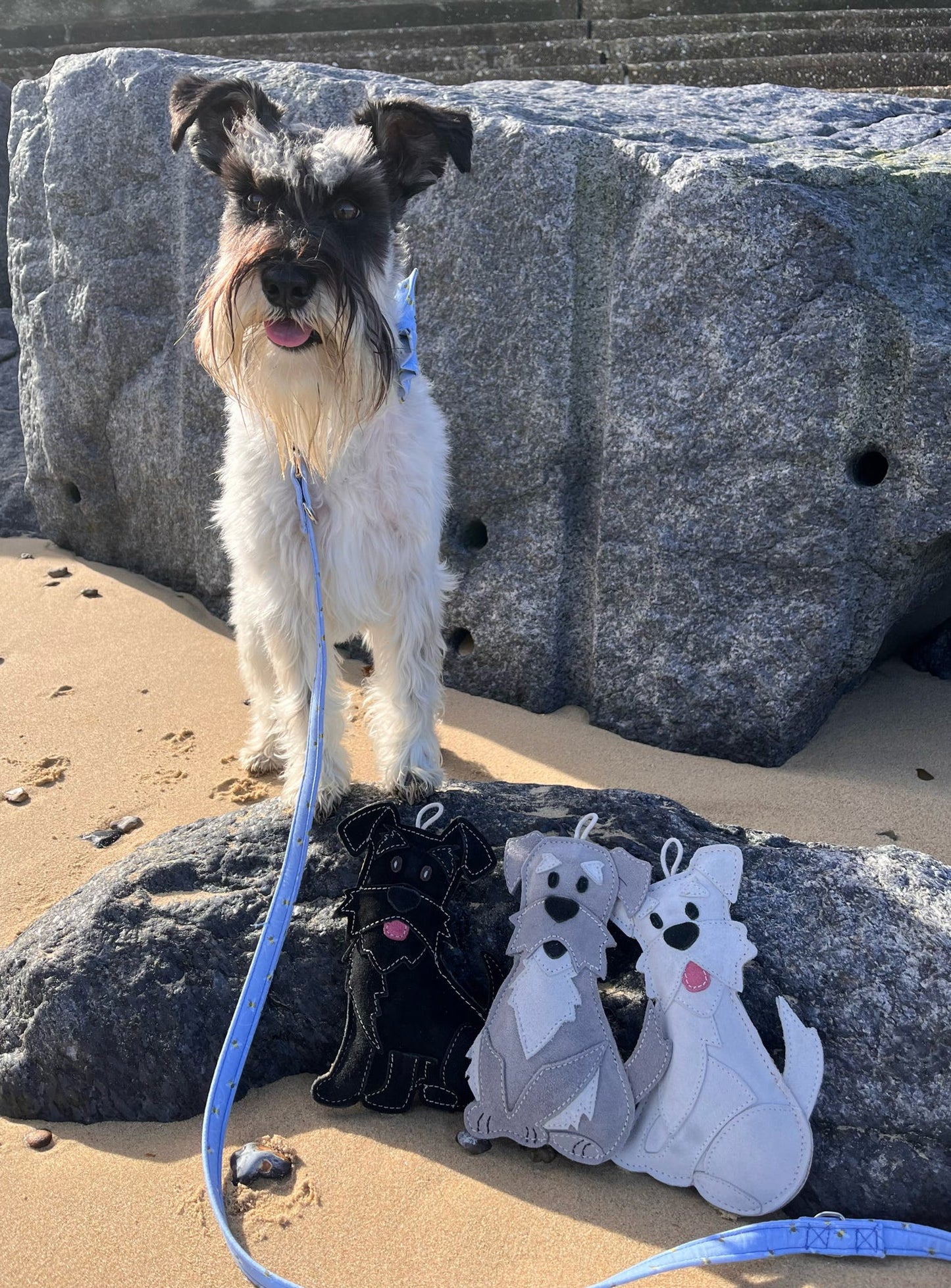 The Schnauzer Collection
