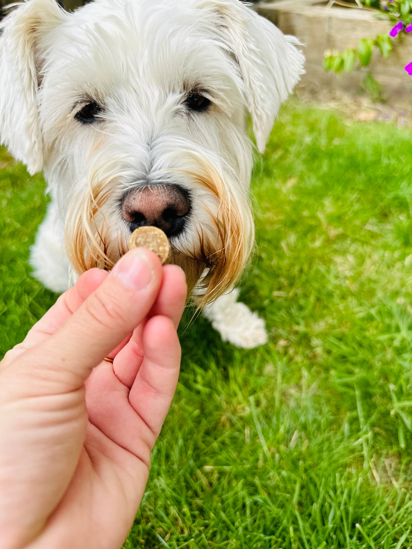 Quail & Blueberry Bites  (Free Postage)