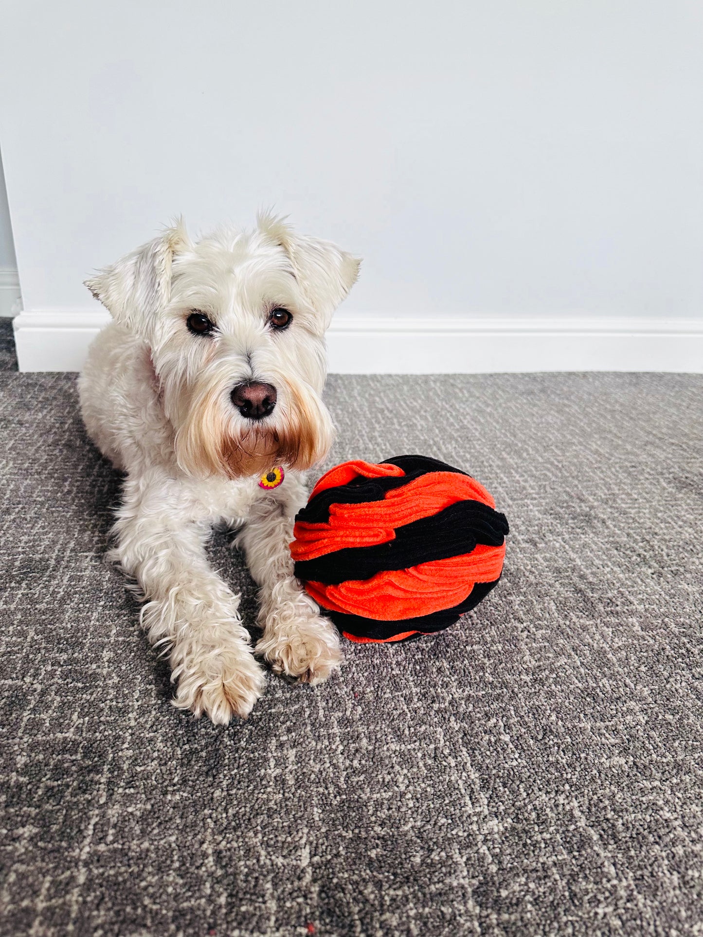 Schnauzerfest  Snuffle Ball available in 3 sizes (15% of this order will be donated to the Schnauzerfest charity)