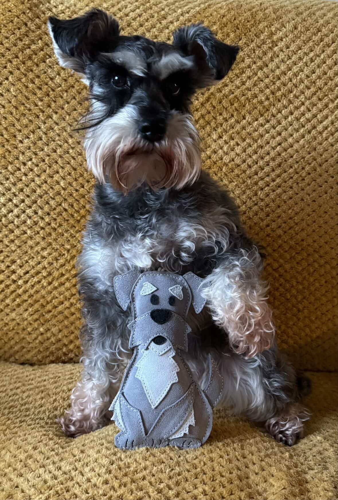 The Schnauzer Collection