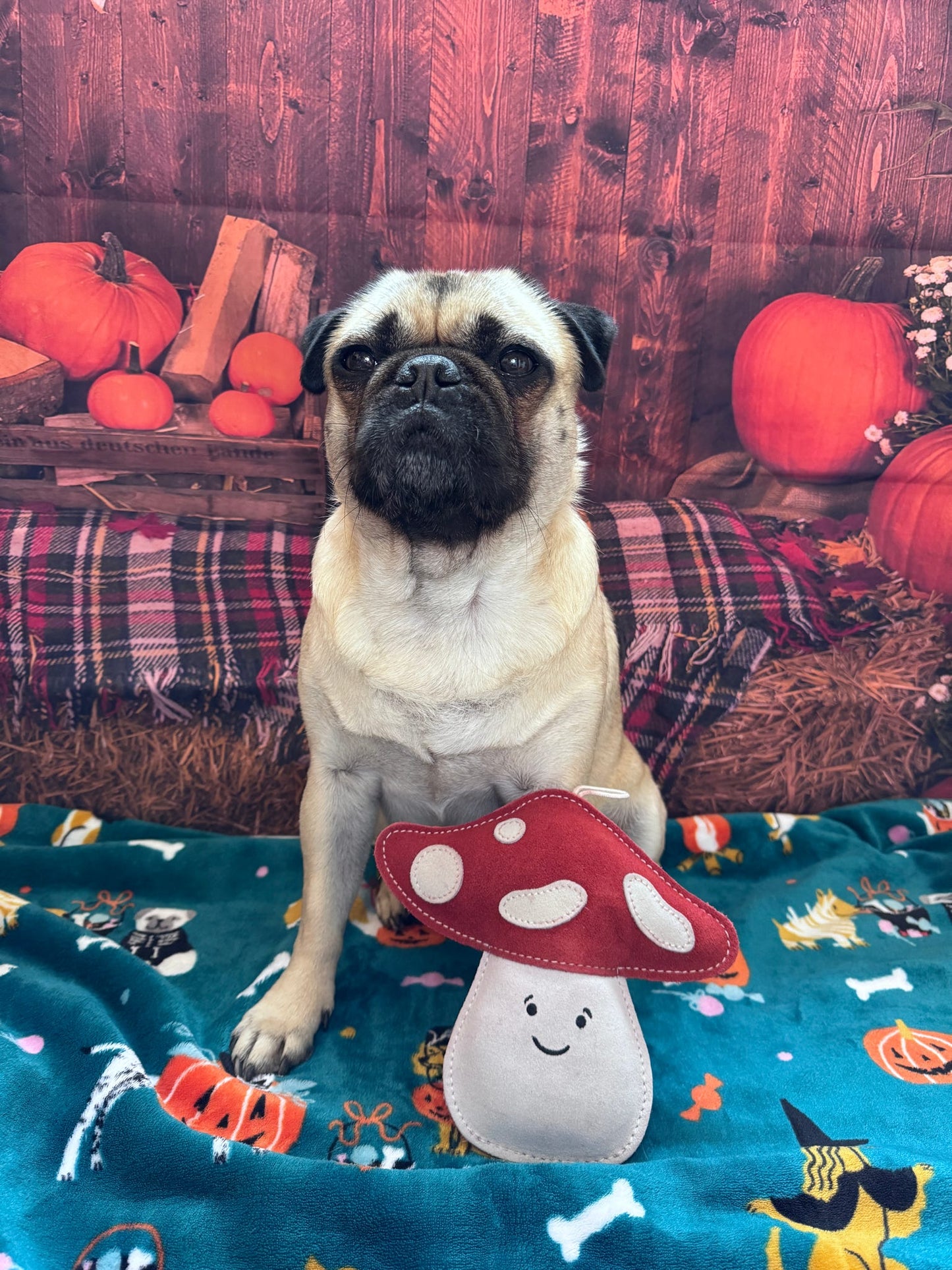 Marie Mushroom(Free Postage)