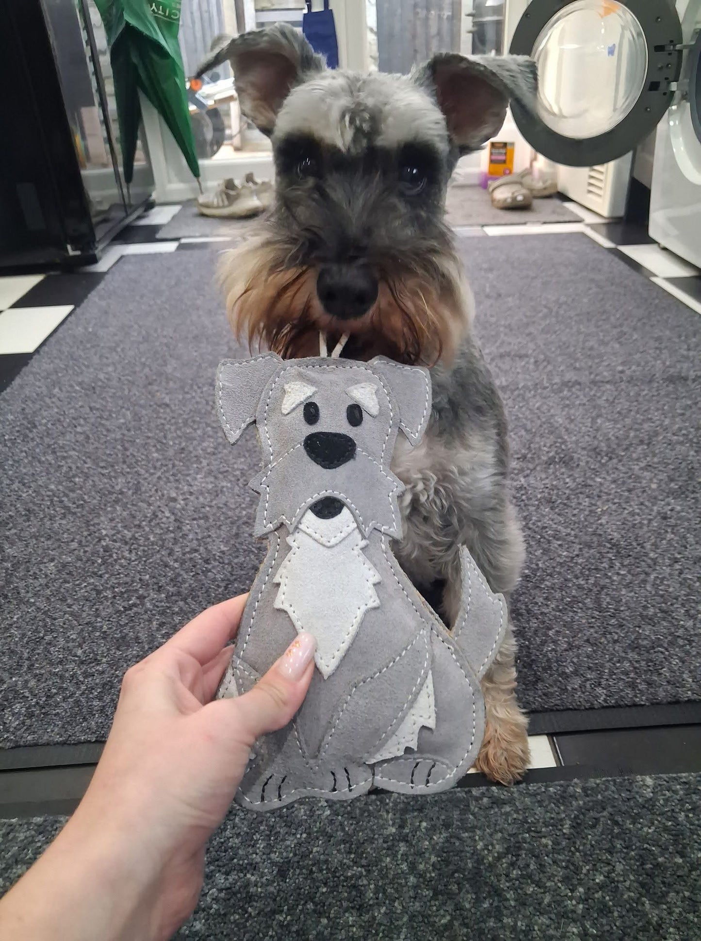 The Schnauzer Collection