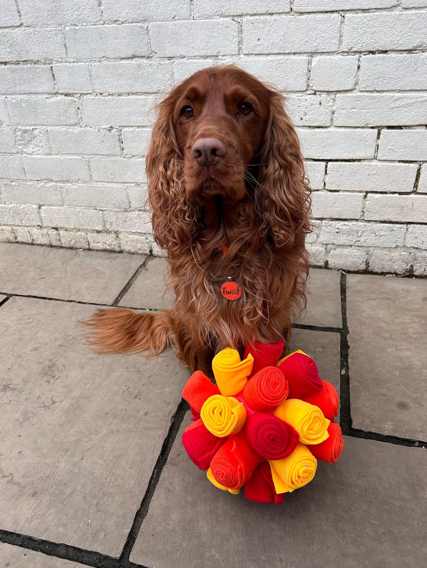 Custom Coloured Snuffle Cage Ball (Free Postage)