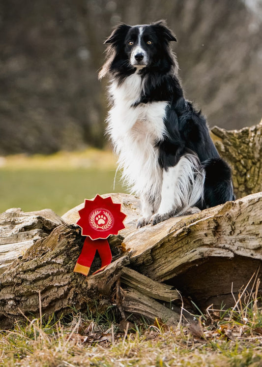 Everyone’s A Winner Rosette (Free Postage)