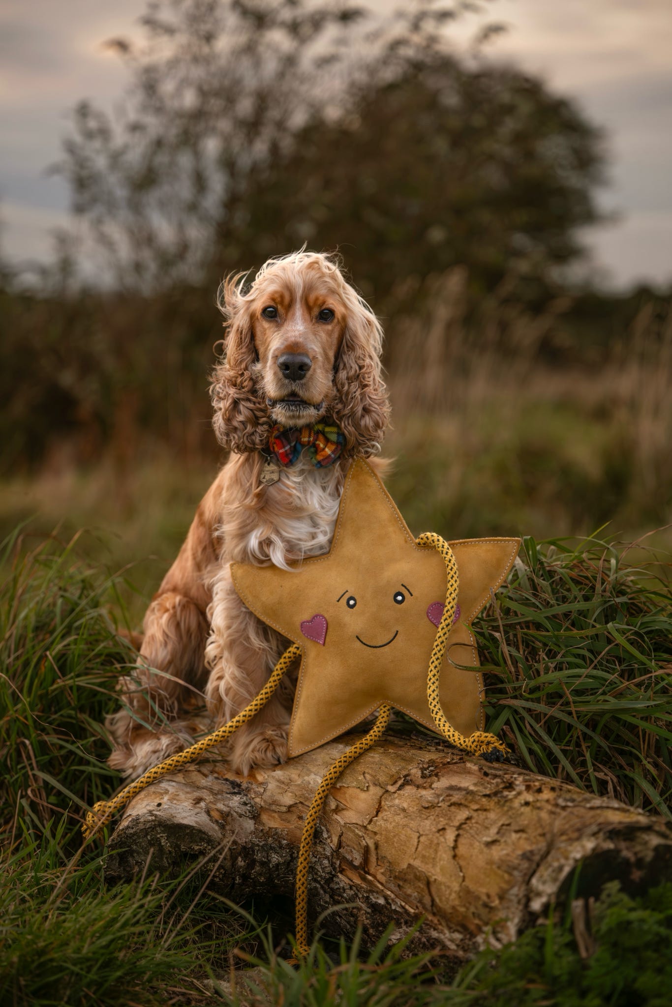 Aurora The XL Star (Free Postage)