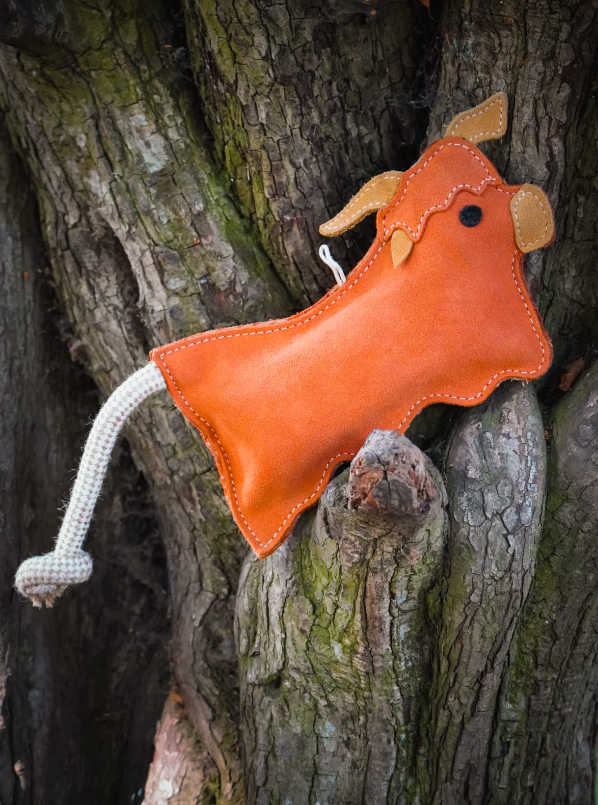 Hamish The Highland Cow