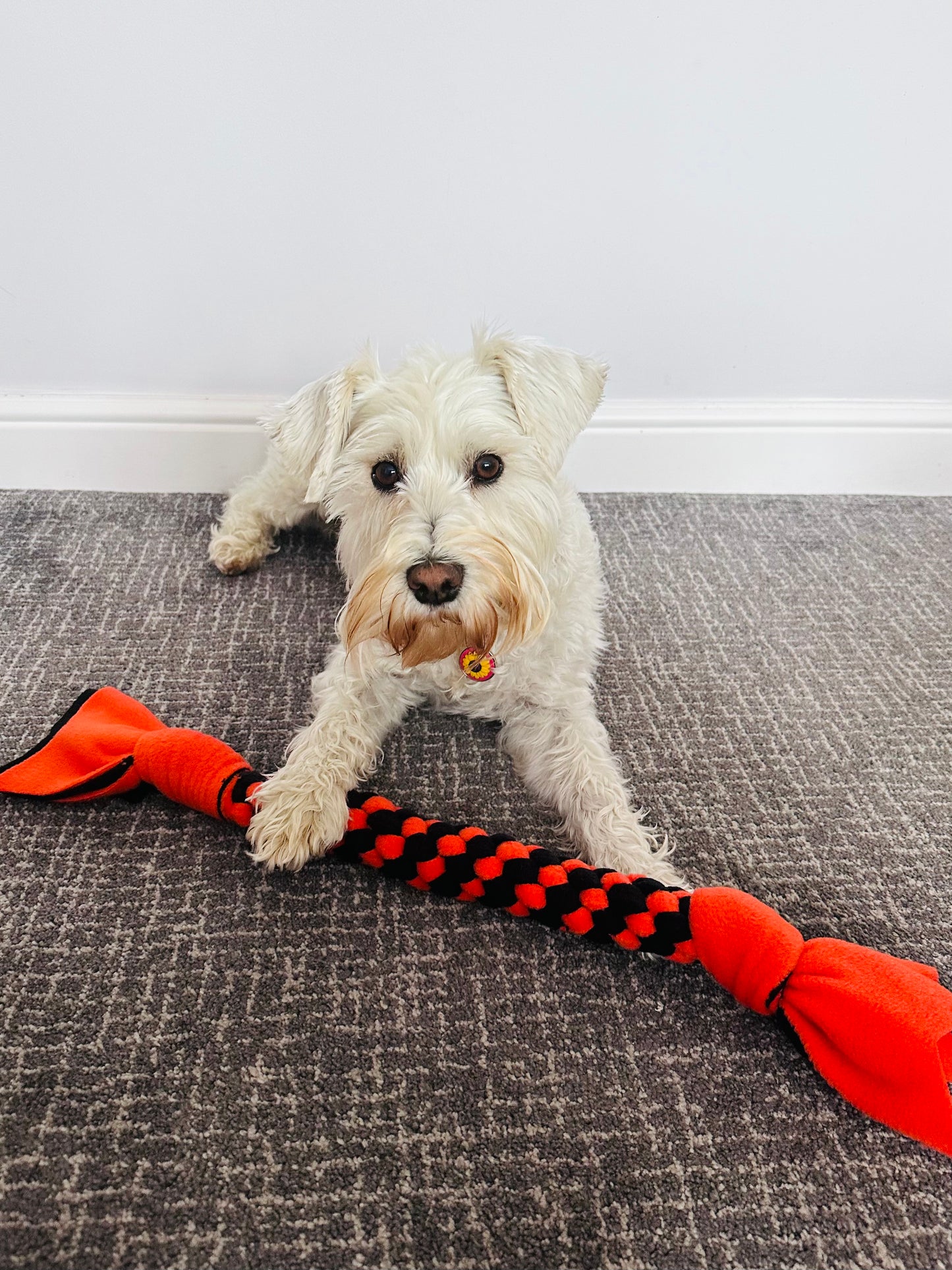 Schnauzerfest Dog Tug, Available in 3 sizes ( 15% of this order will be donated to the Schnauzerfest charity)