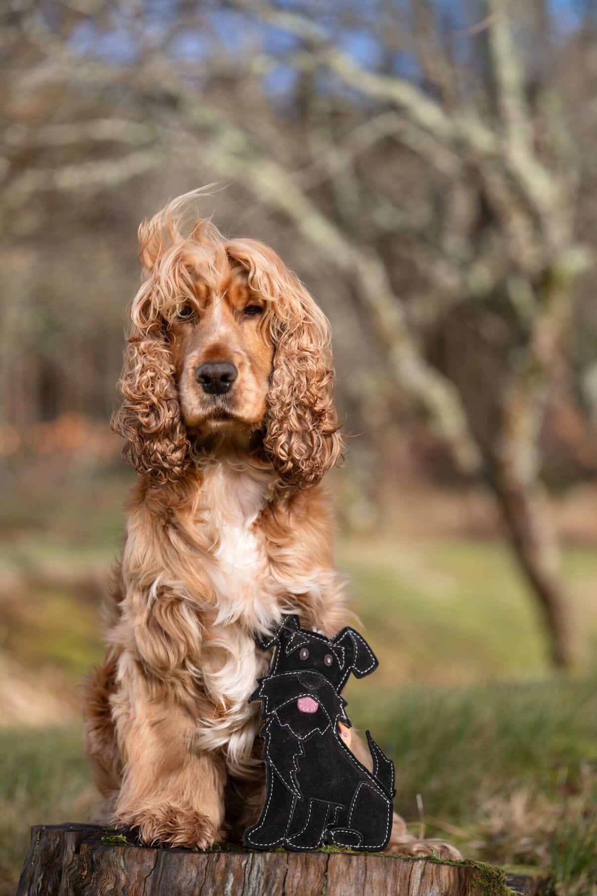 The Schnauzer Collection