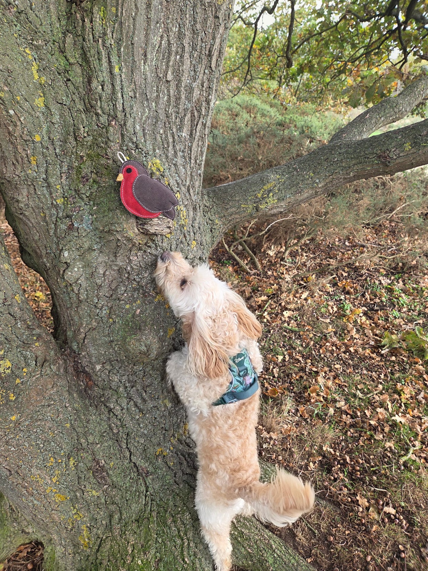 Rodney The Robin (Free Postage)