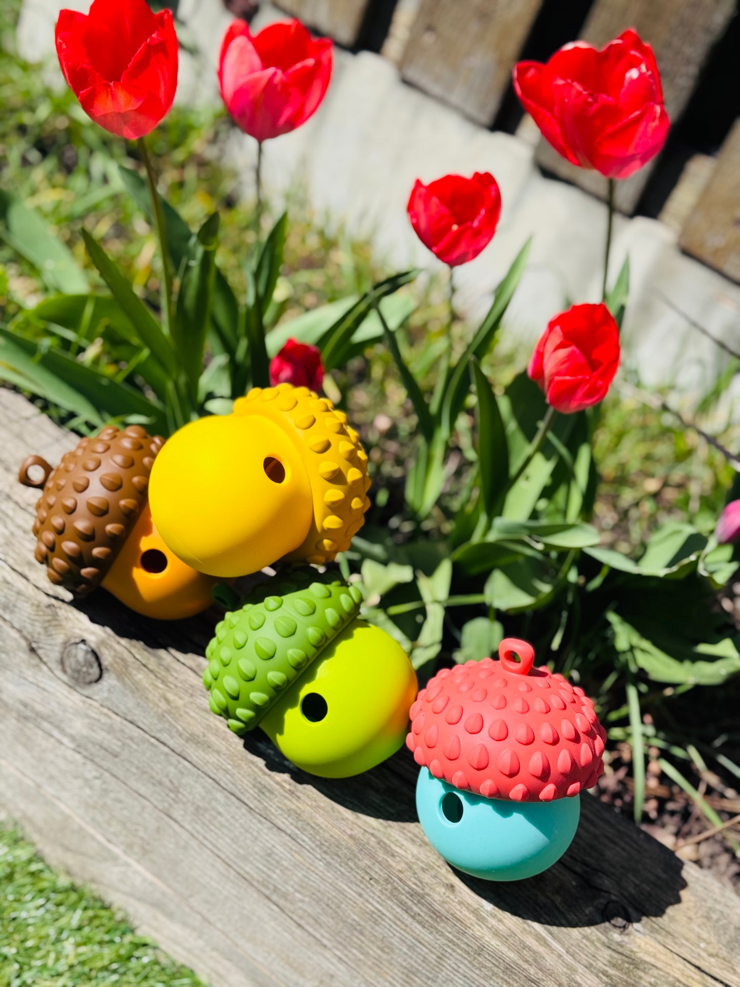 Acorn Treat Dispensing Puzzle (Free Postage)