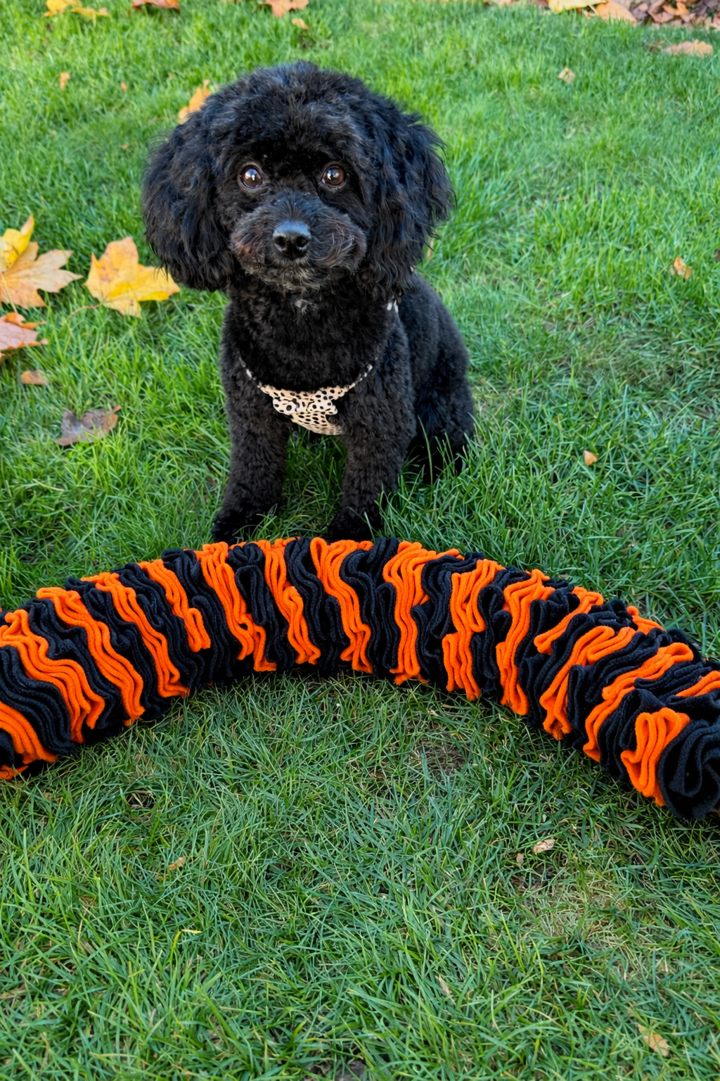 Schnauzerfest Pocket Puzzle, Available In 3 Sizes (15% Of This Order Will Be Donated To The Schnauzerfest Charity)