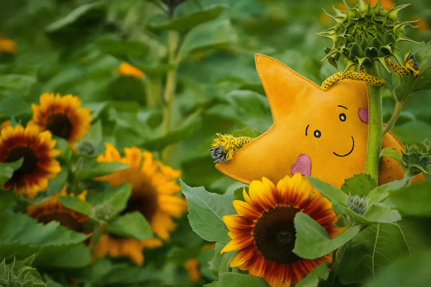 Aurora The XL Star (Free Postage)