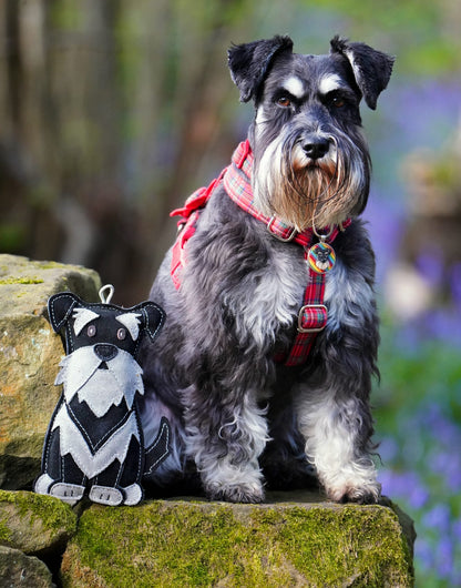 The Schnauzer Collection