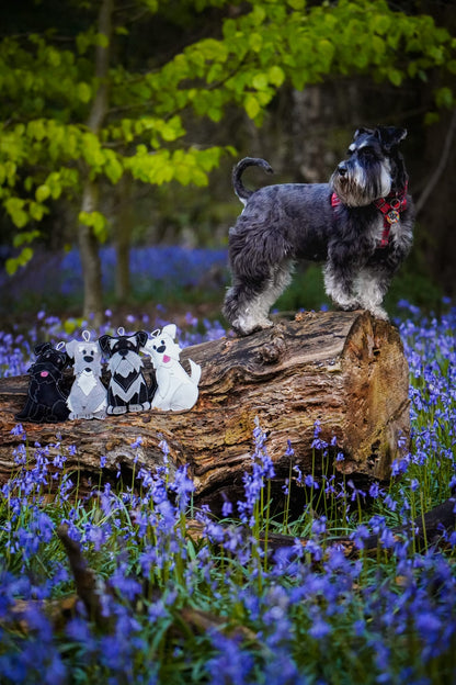 The Schnauzer Collection