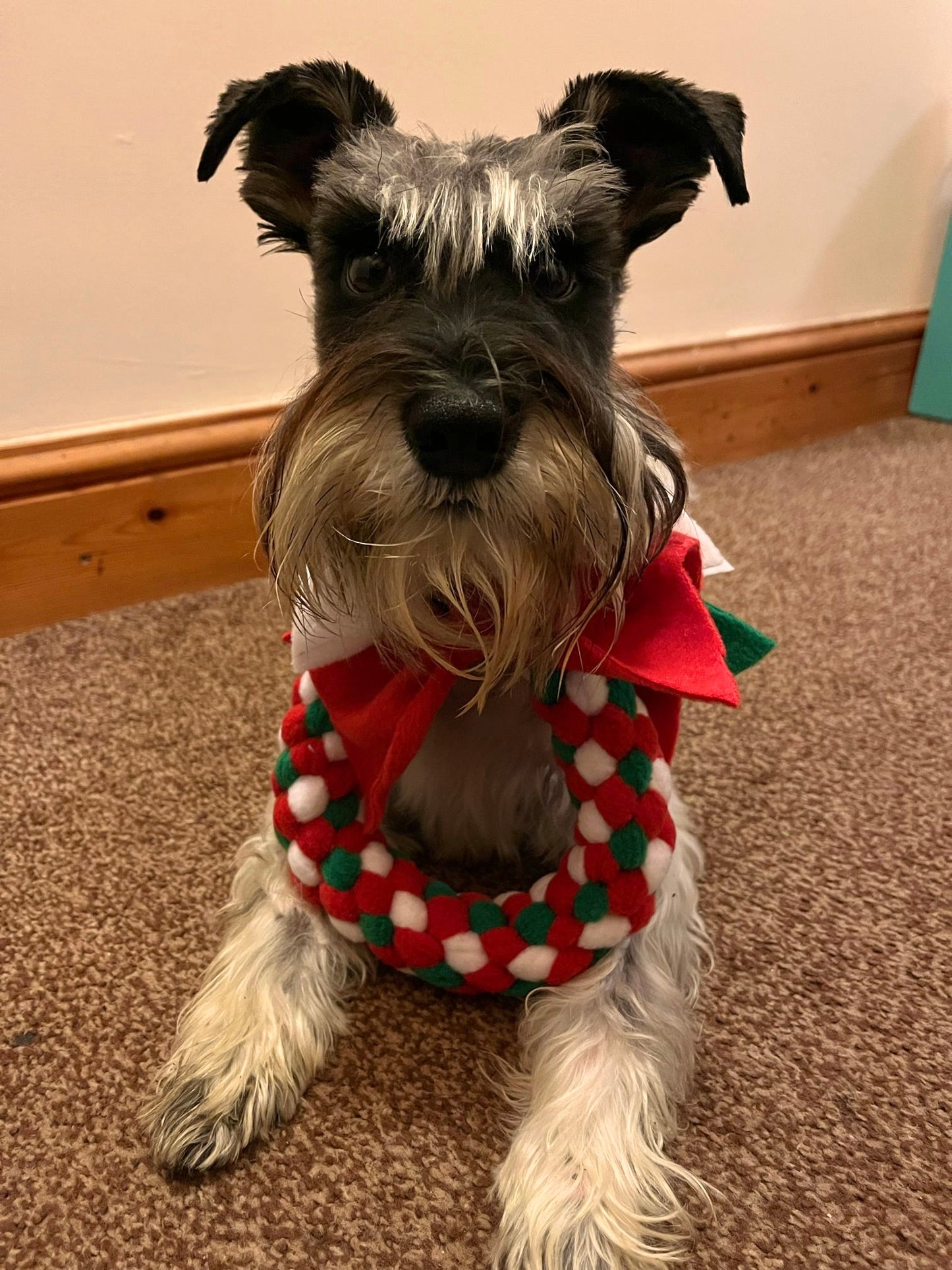 Festive Wreath Dog Tug 3 Sizes Available (Free Postage)