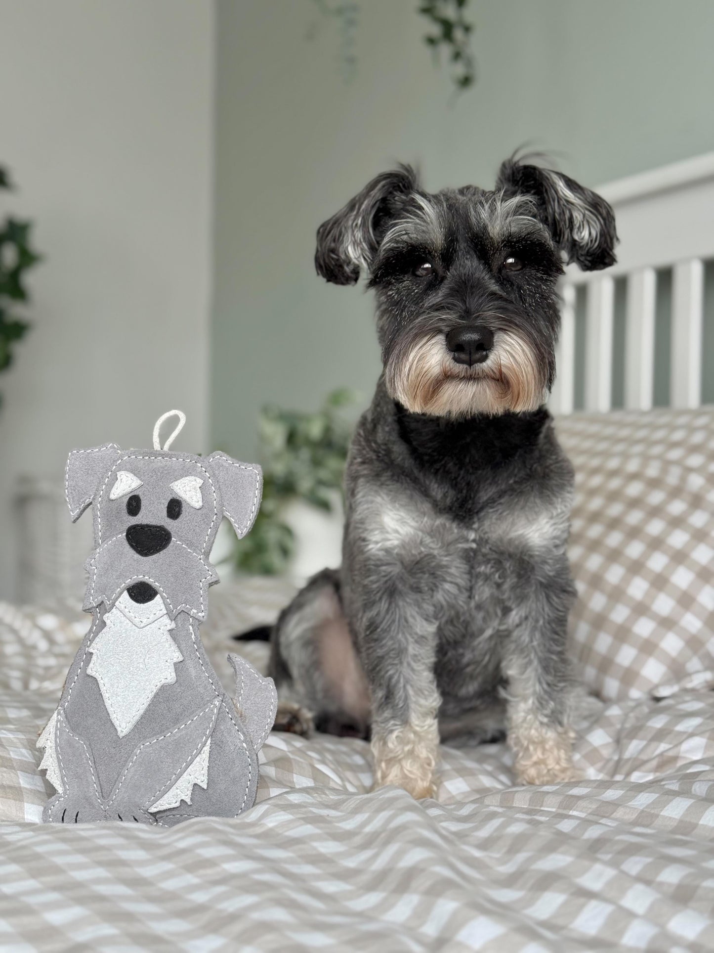 The Schnauzer Collection