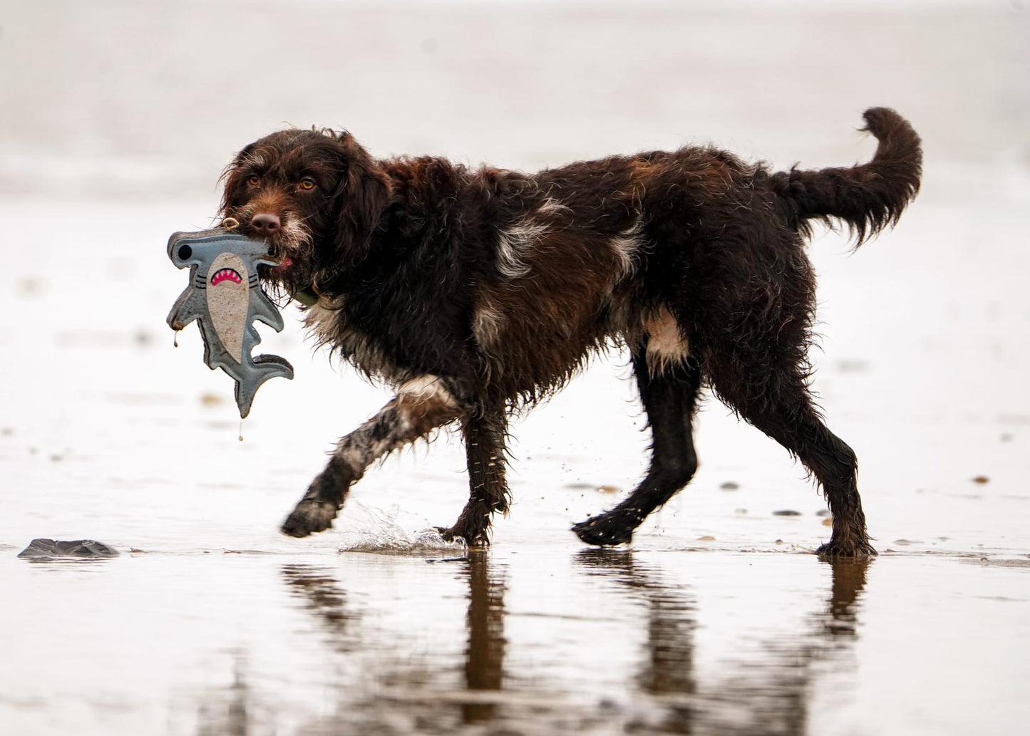 M.C The Hammerhead Shark
