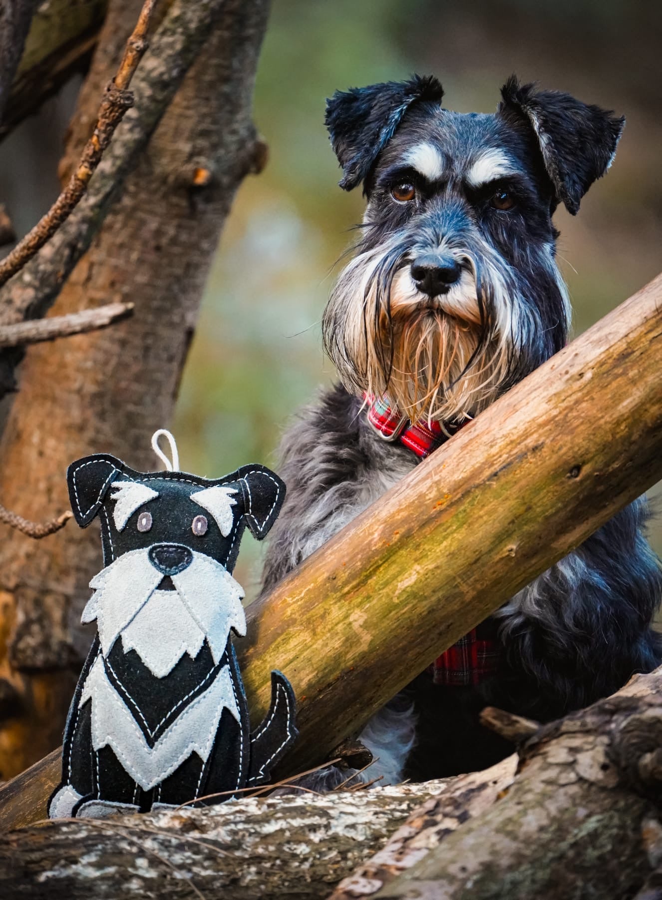 schnauzerさま専用 The Schnauzer Collection – Snufflesshop
