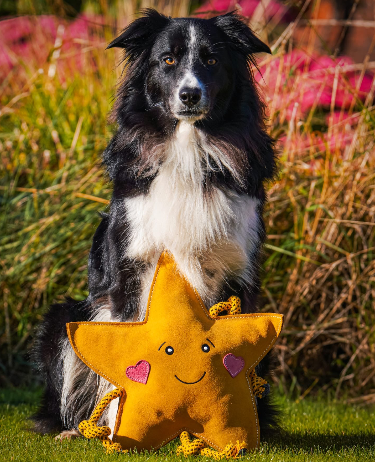 Aurora The XL Star (Free Postage)