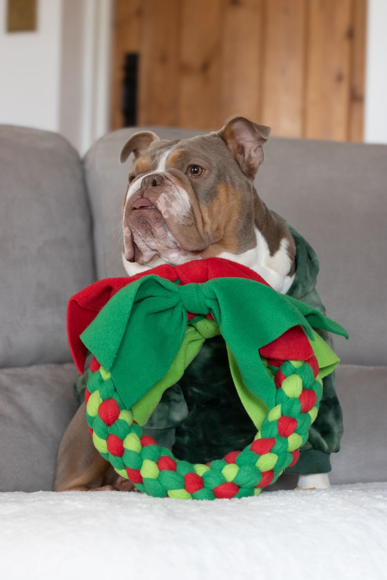 Festive Wreath Dog Tug 3 Sizes Available (Free Postage)