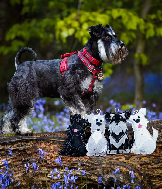 The Schnauzer Collection