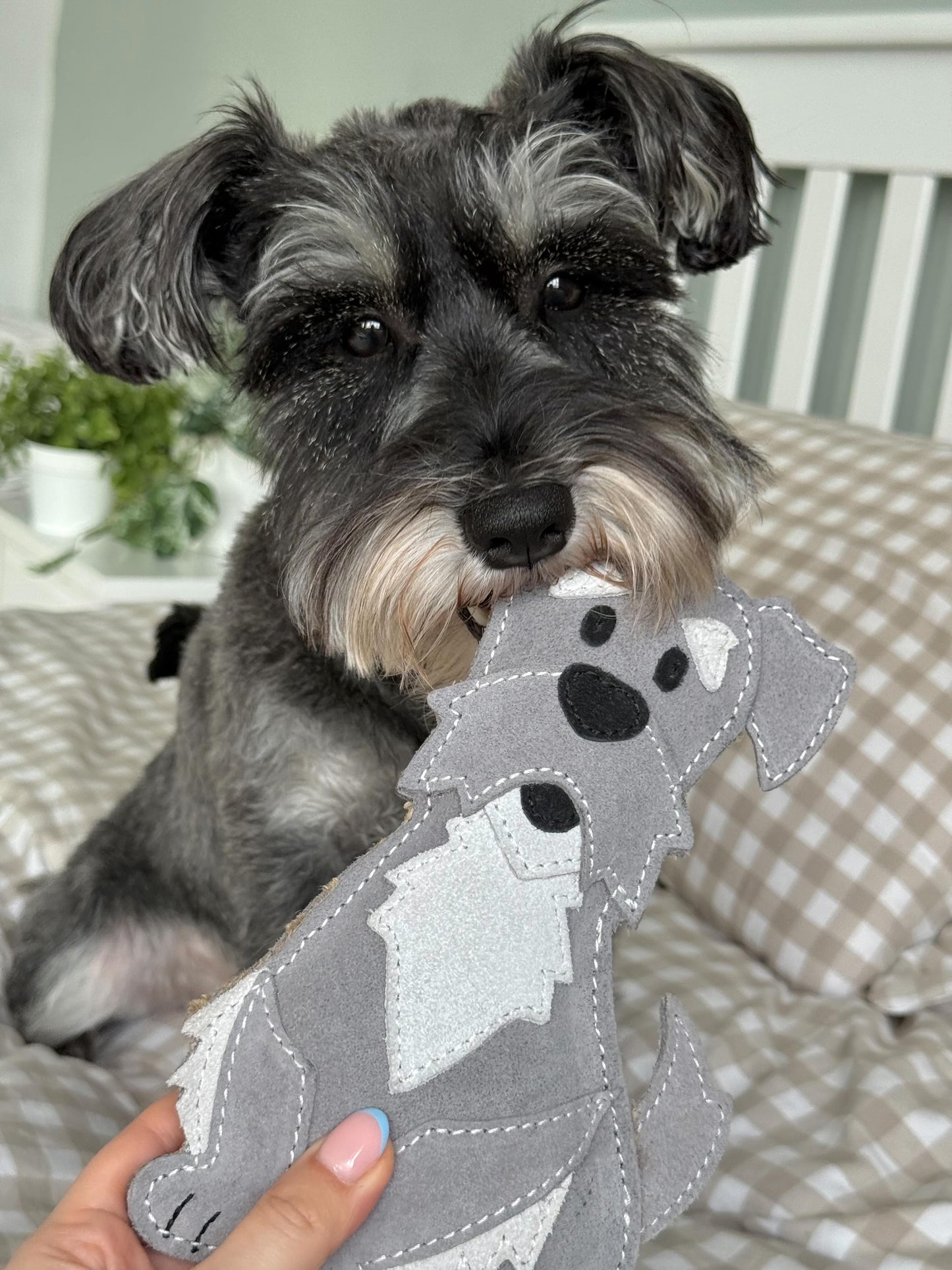 The Schnauzer Collection