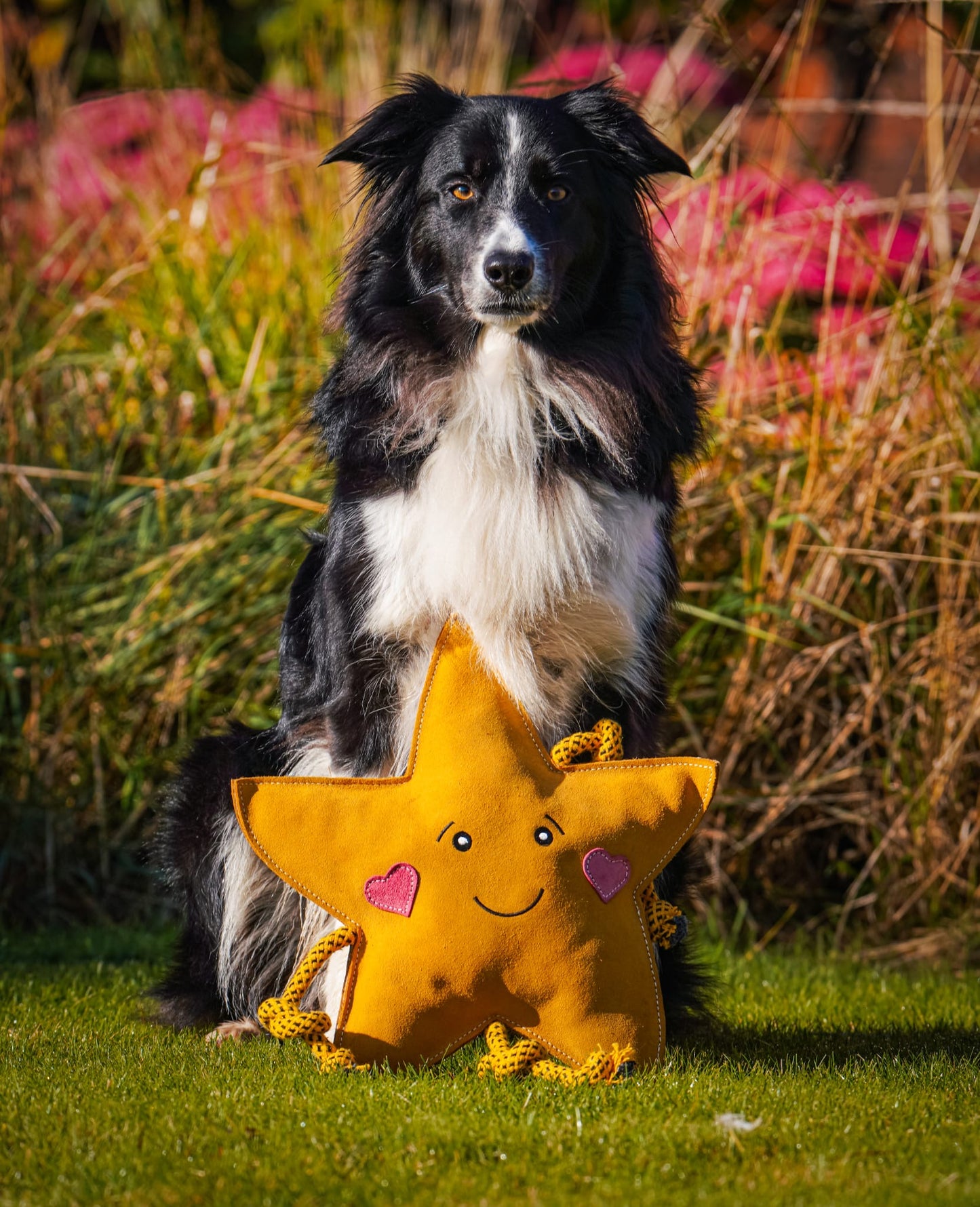 Aurora The XL Star (Free Postage)