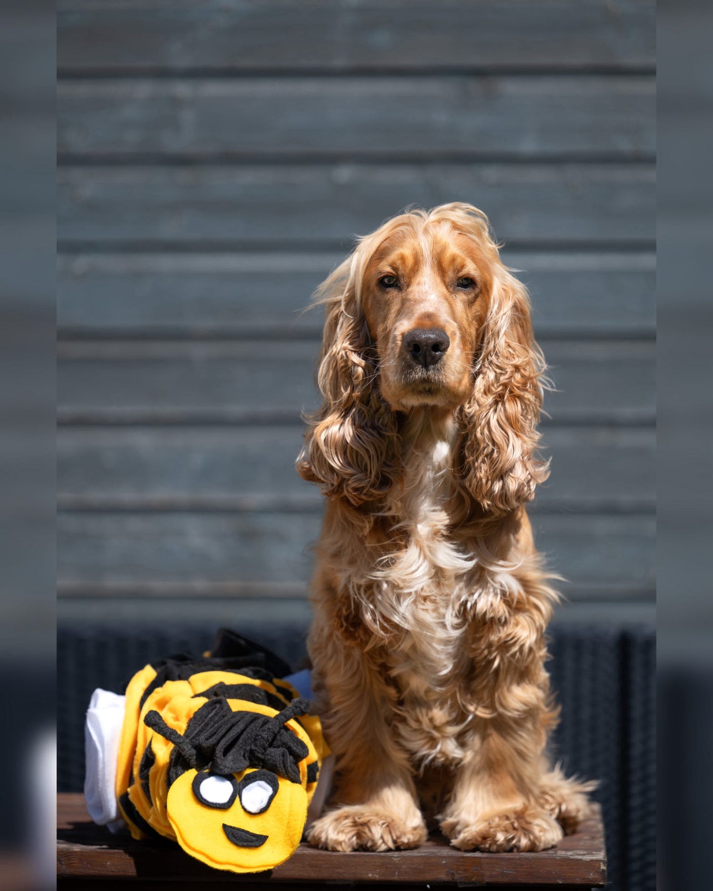 Bumble Buzzle Available In 2 Sizes (Free Postage)