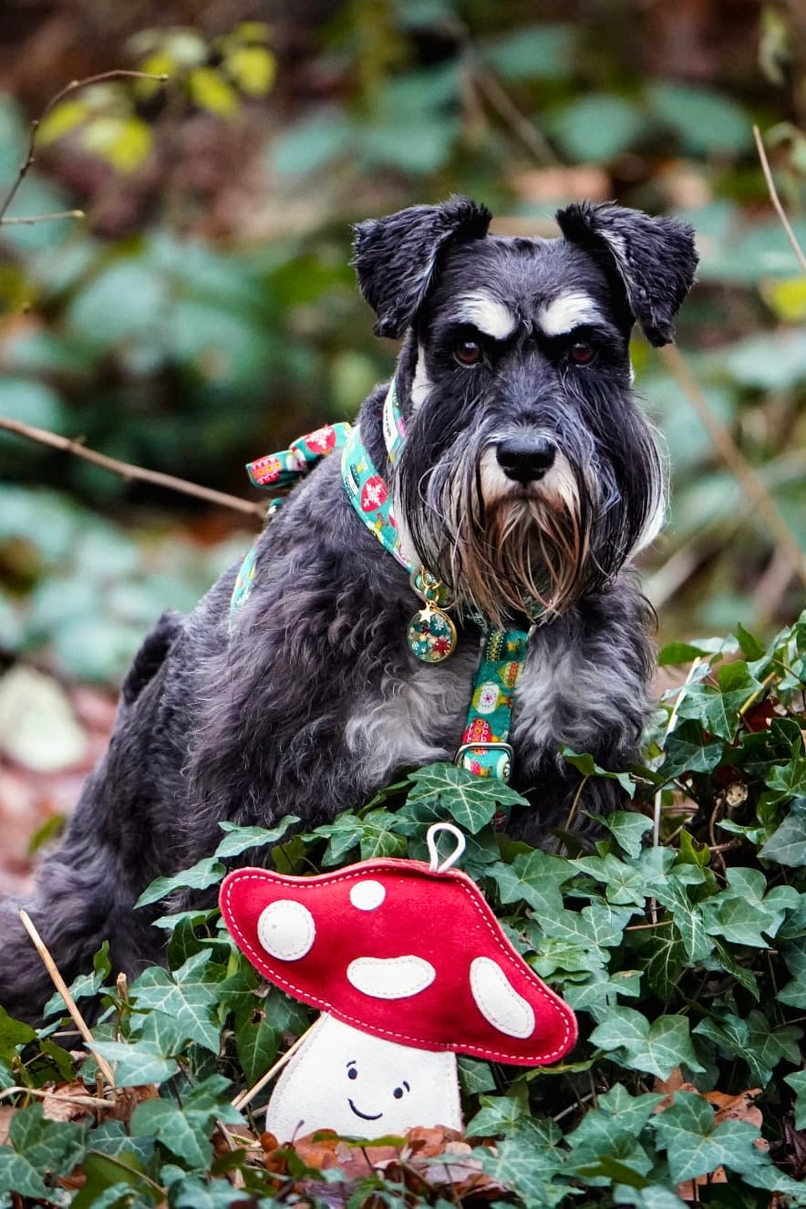 Marie Mushroom(Free Postage)