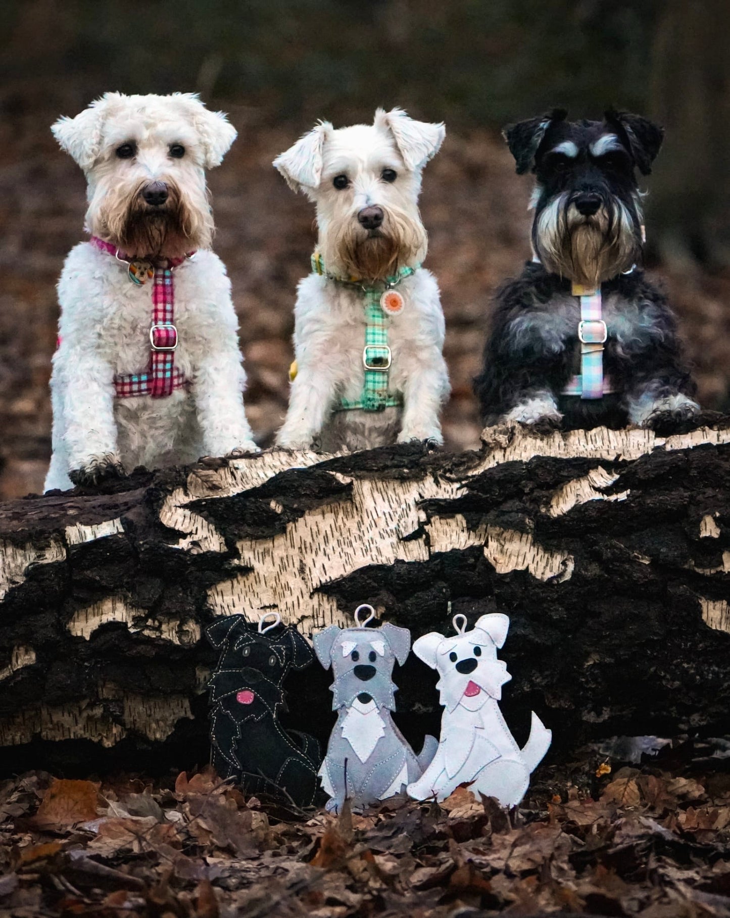 The Schnauzer Collection