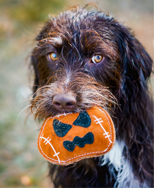Jack The Lad Lantern (Free Postage)