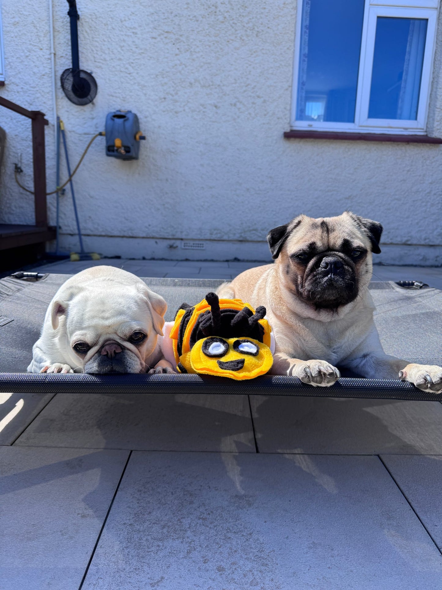 Bumble Buzzle Available In 2 Sizes (Free Postage)