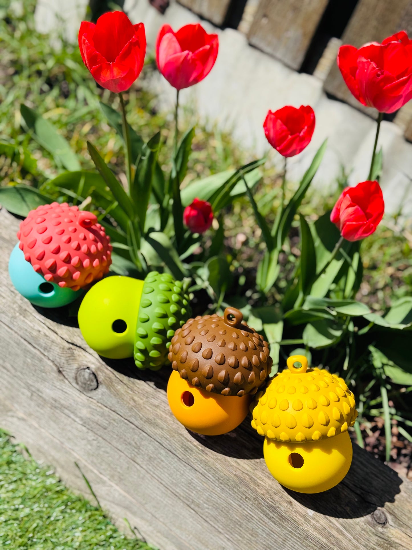 Acorn Treat Dispensing Puzzle (Free Postage)