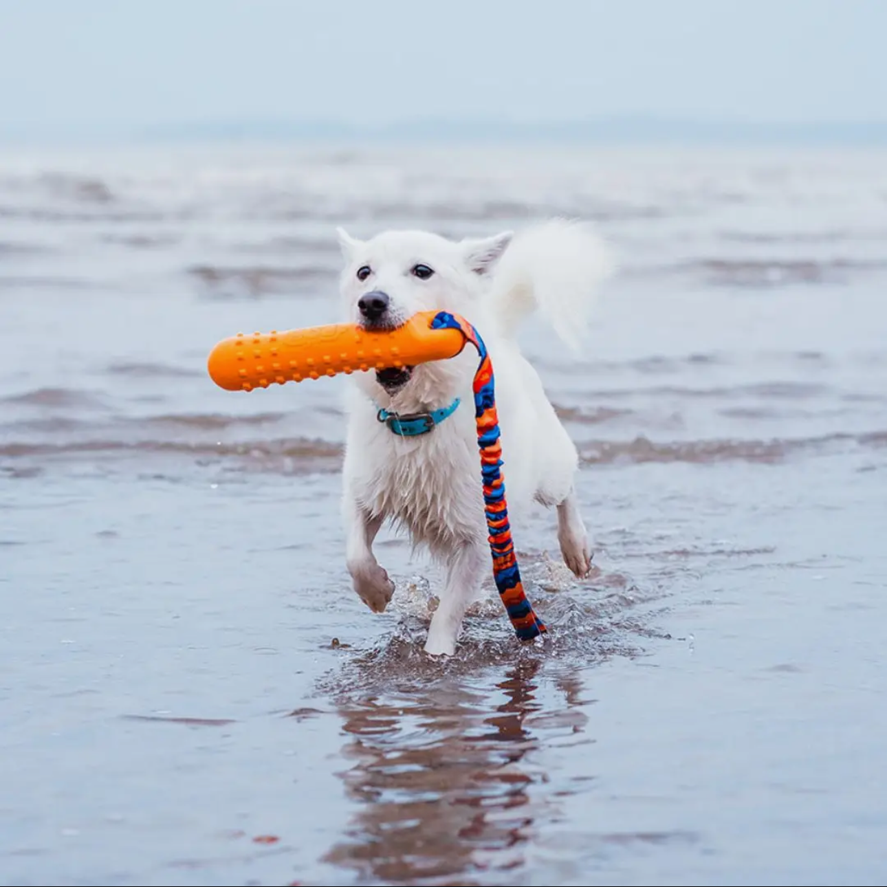 BOB The Dummy 3 in 1 Fetch, Tug & Float, Tug-E-Nuff Range