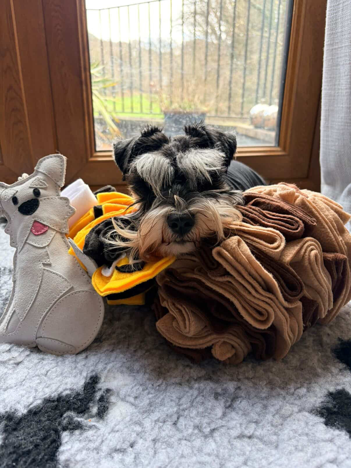 The Schnauzer Collection