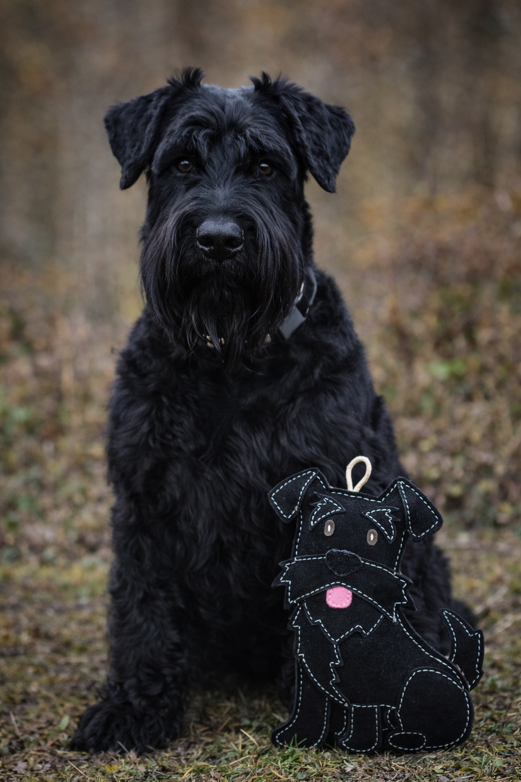 The Schnauzer Collection