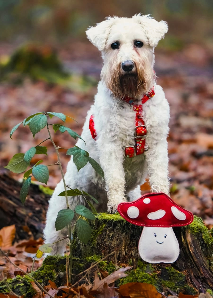 Marie Mushroom(Free Postage)