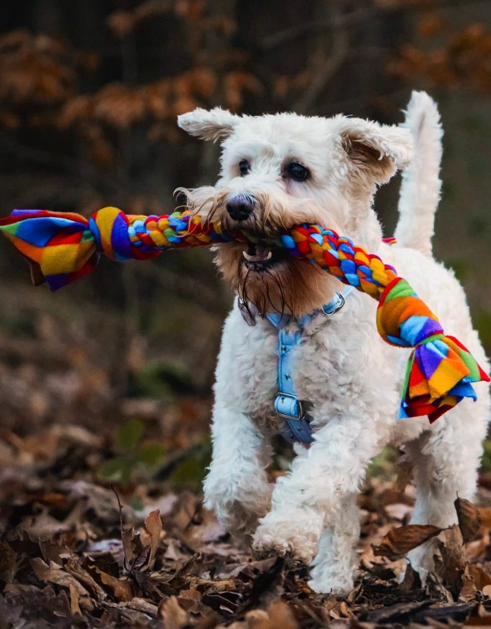 Dog Tugs 3 Sizes Available