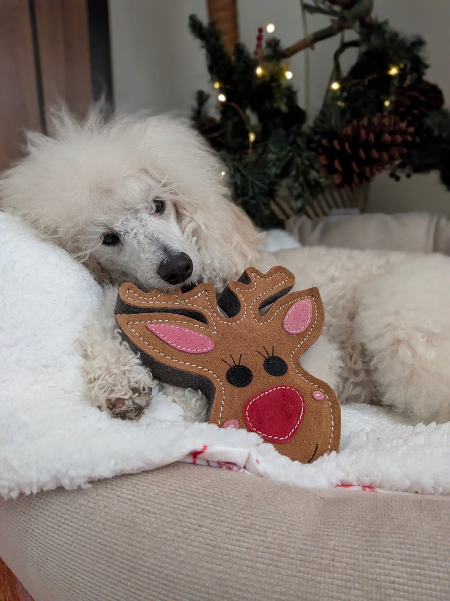 Rudy the Reindeer (Free Postage)