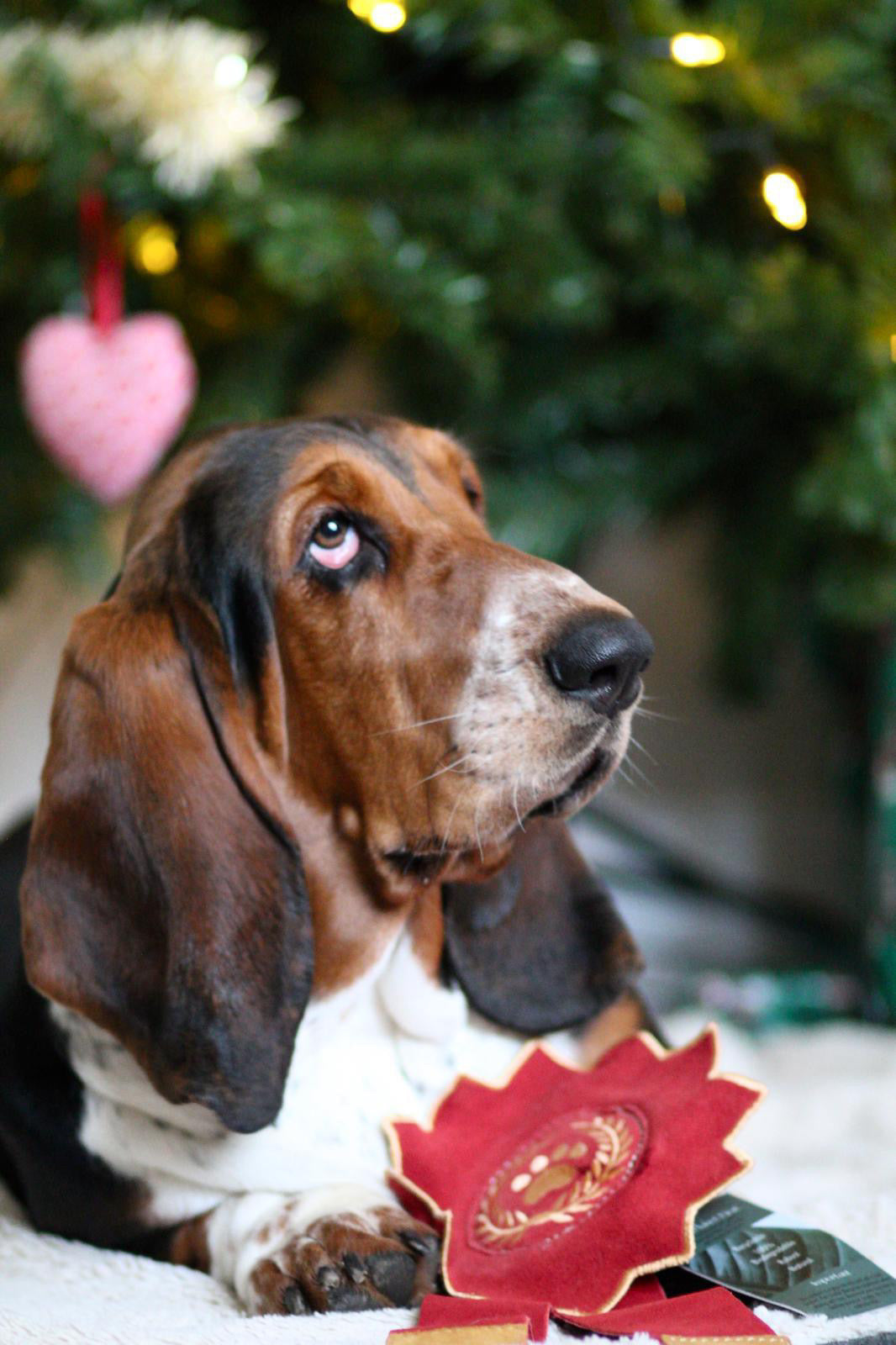 Everyone’s A Winner Rosette (Free Postage)