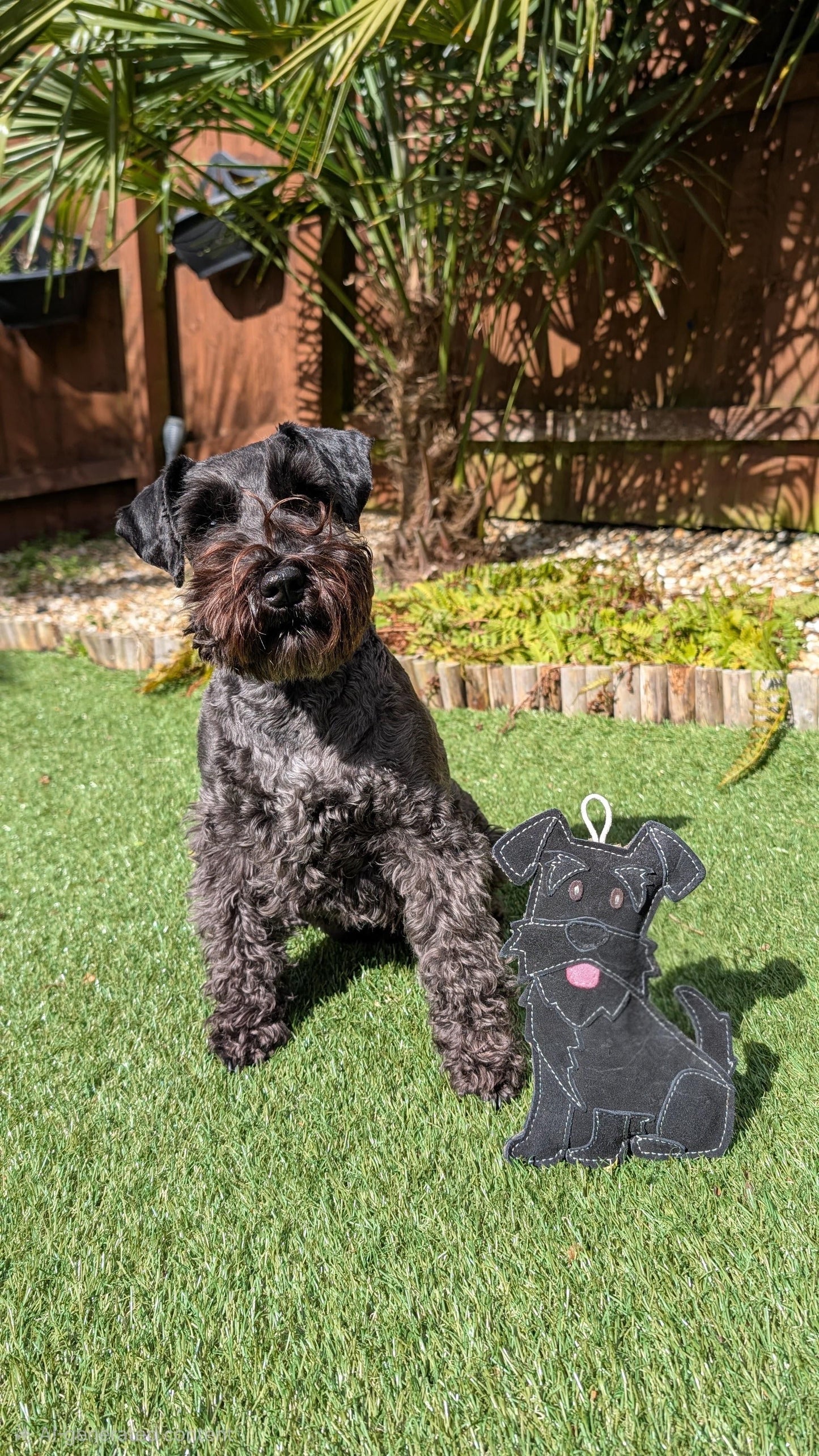 The Schnauzer Collection